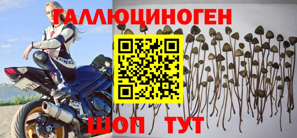 Псилоцибиновые грибы Cubensis Бирск